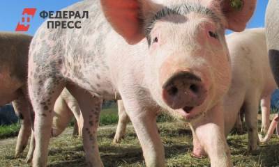 Новосибирский свинокомплекс заставят устранить неприятный запах - fedpress.ru - Новосибирск