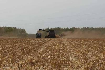 Тамбовские хлеборобы намолотили 3 миллиона тонн зерна - tambov.mk.ru