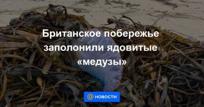 Британское побережье заполонили ядовитые «медузы» - news.mail.ru