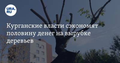 Курганские власти сэкономят половину денег на вырубке деревьев - ura.news - Курган