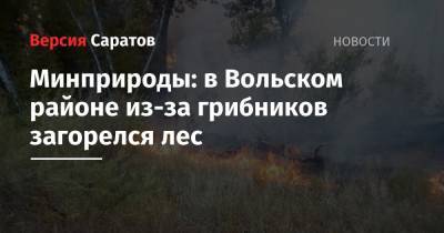 Минприроды: в Вольском районе из-за грибников загорелся лес - nversia.ru - район Вольский - Экология