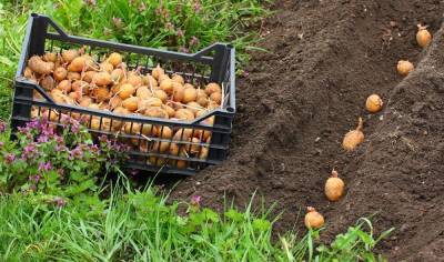 5 способов посадить картофель от пяти разных агрономов - skuke.net