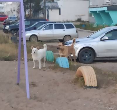 В ухтинском поселке Водный отловят собаку, которая напала на ребенка - komiinform.ru