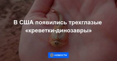 В США появились трехглазые «креветки-динозавры» - news.mail.ru - США - шт. Аризона