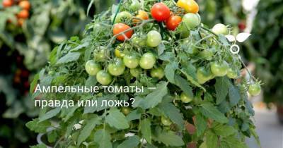 Ампельные томаты — правда или ложь? - skuke.net