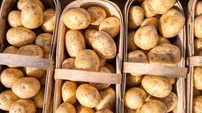 Экономист предупредил россиян о подорожании картофеля - vm.ru