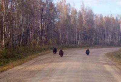 Три бурых медведя вышли к селу под Новосибирском - online47.ru - Новосибирск - Новосибирская обл. - район Колыванский