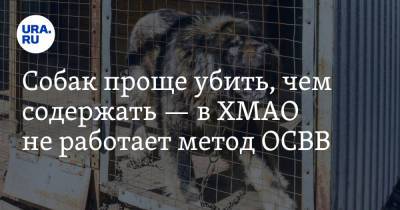 Вадим Ахметов - Собак проще убить, чем содержать — в ХМАО не работает метод ОСВВ - ura.news - Югра