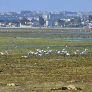 В Бердянске резко упал уровень моря. Фото - reporter-ua.com - Бердянск