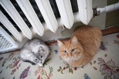 На Урале мужчине, сбросившему с балкона кошку и котенка, грозит 5 лет колонии - znak.com - Россия - Свердловская обл.