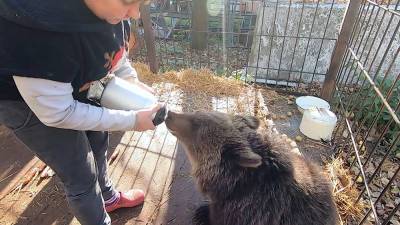 Спасенную в КЧР медведицу перевезли в центр реабилитации диких животных - tvc.ru - Ленинградская обл. - Санкт-Петербург - респ. Карачаево-Черкесия