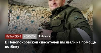 В Новопокровской спасателей вызвали на помощь котёнку - kubnews.ru