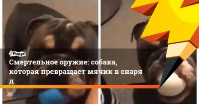Смертельное оружие: собака, которая превращает мячик вснаряд - ridus.ru