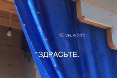 С ума сойти: жители Сочи жалуются на нашествие летающих клопов - kuban.mk.ru - Сочи