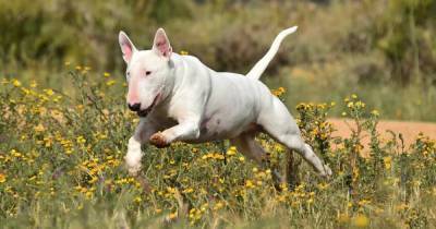 Ученые выяснили, что охотничьи собаки лают по-разному в зависимости от угрозы - focus.ua - Украина