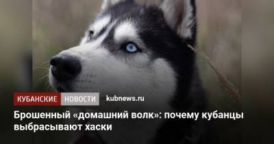 Брошенный «домашний волк»: почему кубанцы выбрасывают хаски - kubnews.ru