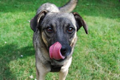 Стали известны причины, почему собаки облизывают своих хозяев - mk.ru