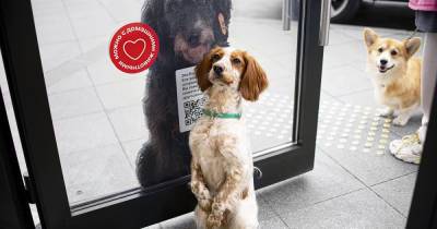 Московские компании объявили себя pet-friendly - moslenta.ru - Москва