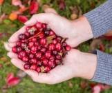 6 причин как можно чаще есть клюкву - goodnews.ua