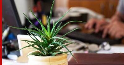 Неприхотливые и выносливые: какие комнатные растения подойдут для рабочего места - profile.ru