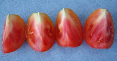 Откуда в томатах появляются неприятные белые прожилки и стоит ли их опасаться - skuke.net