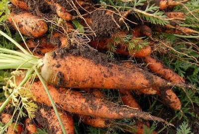 Зачем семена моркови припудривать обычным крахмалом: советы опытных огородников - skuke.net