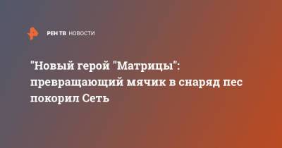 "Новый герой "Матрицы": превращающий мячик в снаряд пес покорил Сеть - ren.tv