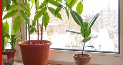 Пережить зиму: три правила по уходу за комнатными растениями в холодное время года - profile.ru