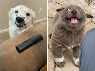 20 уморительных собак, которые заставят от души улыбнуться - skuke.net