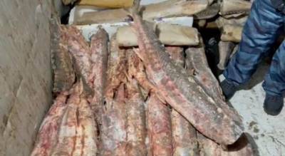 Ирина Волк - Более тонны незаконной продукции из осетрины изъяли в Москве - vm.ru - Москва - Россия