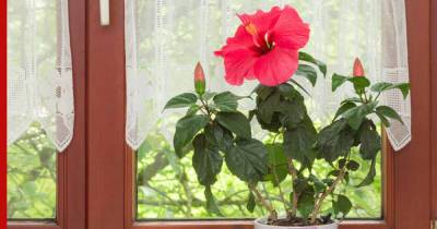 Цветущий сад на подоконнике: комнатные растения, которые могут распускаться круглый год - profile.ru