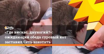 «Где вискас, двуногий?»: ожидающий обеда суровый кот заставил Сеть хохотать - ridus.ru