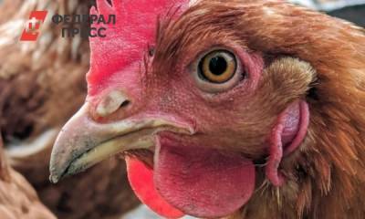 Тюменские следователи заинтересовались сожжением кур на Боровской птицефабрике - fedpress.ru - Тюмень - Тюменская обл.