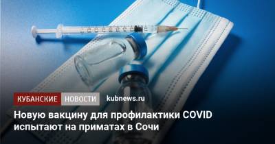 Новую вакцину для профилактики COVID испытают на приматах в Сочи - kubnews.ru - Россия - Сочи - Краснодарский край
