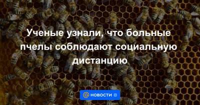 Ученые узнали, что больные пчелы соблюдают социальную дистанцию - news.mail.ru - Италия