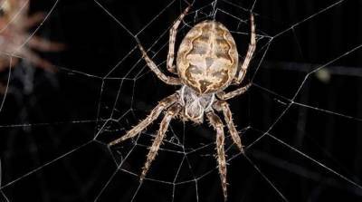 Пауки Larinioides sclopetarius используют паутину как "гигантские уши" - actualnews.org - США