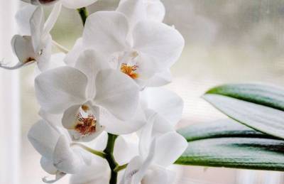 Зачем орхидеи поливают чесночной водой: результат удивит хозяек - skuke.net