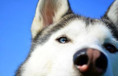 Приунывший пес, который не выспался из-за ребенка, заставил хохотать интернет-пользователей (ВИДЕО) - ont.by - Белоруссия