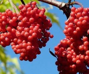 Рябина красная: полезные свойства легендарной ягоды - goodnews.ua