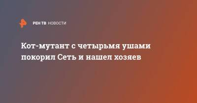 Кот-мутант с четырьмя ушами покорил Сеть и нашел хозяев - ren.tv - Турция