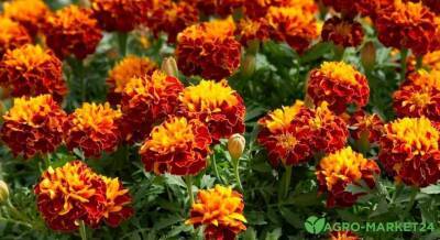 Позитивный сад: ТОП-7 оранжевых цветов - skuke.net