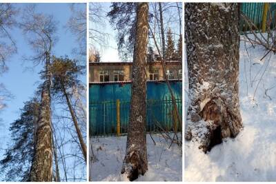 Новосибирская экоактивистка обвинила собак в уничтожении лесов - novos.mk.ru - Новосибирск - Берлин
