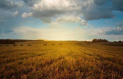 Исследование: Рынок земли Украины замедляет темпы роста - agroportal.ua - Украина - Киев