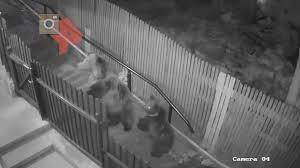 Жительница Владивостока смогла спастись от двух напавших на нее медведей - runews24.ru - Владивосток