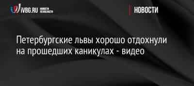 Петербургские львы хорошо отдохнули на прошедших каникулах — видео - ivbg.ru - Россия - Украина - Санкт-Петербург