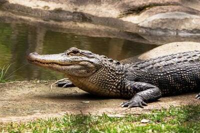 Рыболов с ножом отбился от схватившего его за ногу крокодила - lenta.ru - Australia - штат Квинсленд