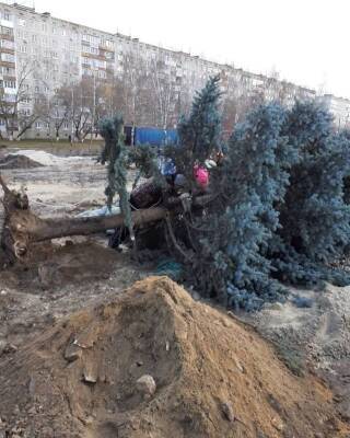 Ветер повалил голубую ель в Сормовском районе - vgoroden.ru - район Сормовский - Благоустройство - Экология