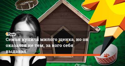 Семья купила милого щенка, но он оказался не тем, за кого себя выдавал - ridus.ru - Лима