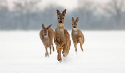 В Якутии два «лихача» на автомобиле гоняли по снегу косуль - mirnov.ru - респ. Саха
