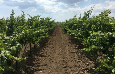 Законопроект об аренде земель под виноградники прошел аграрный комитет - agroportal.ua - Украина